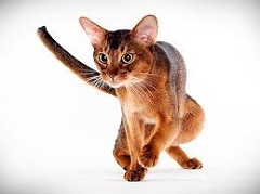 What You Didnt Know about Cat Breeds